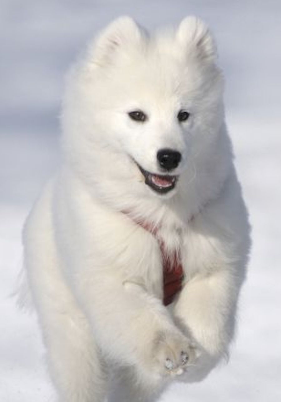 are american eskimo puppies lazy